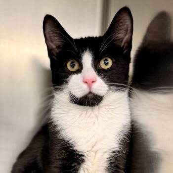 Tuna -  Domestic Short Hair Cat for Adoption in Jackson Township, New Jersey - Tuna | PetCurious