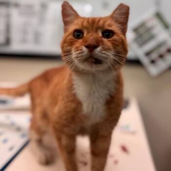 Sun Pop -  Domestic Short Hair Cat for Adoption in Lynchburg, Virginia - Sun Pop | PetCurious