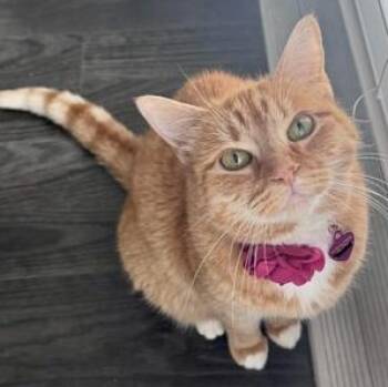 Domestic Short Hair Cats Available for Adoption in Liverpool, Texas - Arya | PetCurious