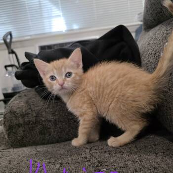 Khalisi -  Domestic Short Hair Cat for Adoption in Mastic, New York - Khalisi | PetCurious