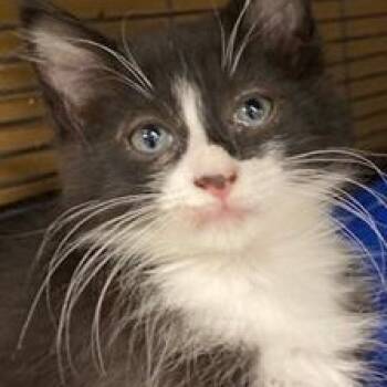 Rescue Domestic Long Hair Cats for Adoption in Ocean Isle Beach, North Carolina - Taylor | PetCurious