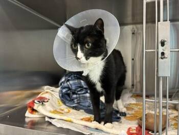 JARED -  Domestic Short Hair Cat for Adoption in Colorado Springs, Colorado - JARED | PetCurious