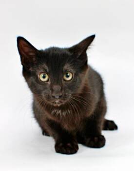 Squirtle -  Domestic Short Hair Cat for Adoption in Morton Grove, Illinois - Squirtle | PetCurious