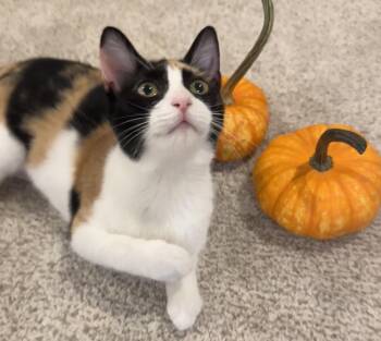 Stevie (A plus sweetheart) -  Calico and Domestic Short Hair Cat for Adoption in Houston, Texas - Stevie (A Plus Sweetheart) | PetCurious