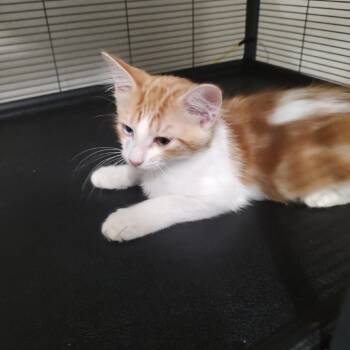 Pixar -  Domestic Short Hair Cat for Adoption in Webster, Texas - Pixar | PetCurious