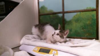PIKACHU -  Domestic Short Hair Cat for Adoption in Houston, Texas - PIKACHU | PetCurious