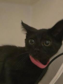 Domestic Short Hair Cats Available for Adoption in Liverpool, Texas - Arwen  | PetCurious