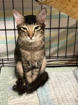 Roxy -  Domestic Short Hair Cat for Adoption in Lunenburg, Massachusetts - Roxy | PetCurious