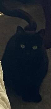 Domestic Short Hair Cats Available for Adoption in Lancaster, California - Shadow | PetCurious