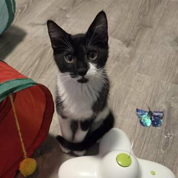 Domestic Short Hair Cats Available for Adoption in Sedalia, Colorado - Yukon | PetCurious