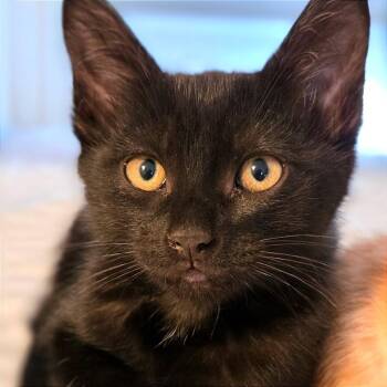 Sprite (lilac) -  Domestic Short Hair Cat for Adoption in Keizer, Oregon - Sprite (lilac) | PetCurious