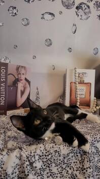 Rescue Tuxedo and Domestic Short Hair Cats for Adoption in Escalon, California - CHANEL "VISKERS" | PetCurious