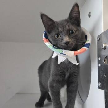 Jonagold -  Domestic Short Hair Cat for Adoption in Dearborn, Michigan - Jonagold | PetCurious