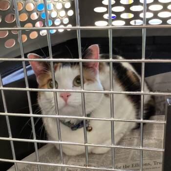 Adira Faith -  Domestic Short Hair Cat for Adoption in Montgomery, Alabama - Adira Faith | PetCurious