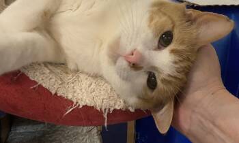 Domestic Short Hair Cats Available for Adoption in Pickerington, Ohio - Teal | PetCurious