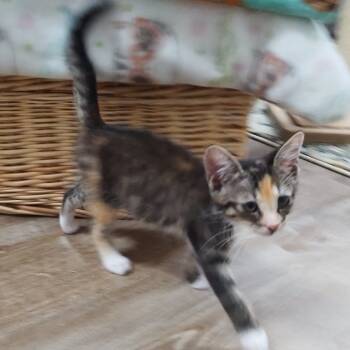 Rescue Domestic Short Hair Cats for Adoption in Lakewood, California - Carina | PetCurious