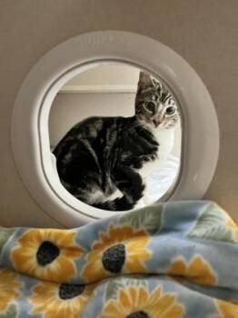 Domestic Short Hair Cats Available for Adoption in Columbus, Indiana - Hagrid | PetCurious