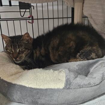 Mabel -  Domestic Short Hair Cat for Adoption in Ridgely, Maryland - Mabel | PetCurious