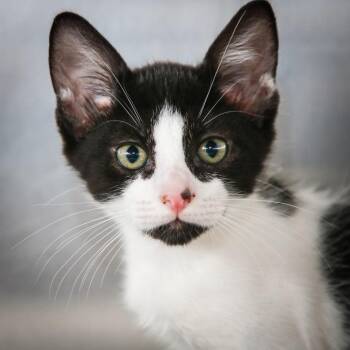 Jupiter -  Domestic Short Hair Cat for Adoption in Hattiesburg, Mississippi - Jupiter | PetCurious
