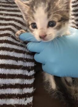 Domestic Short Hair Cats Available for Adoption - MARGO | PetCurious