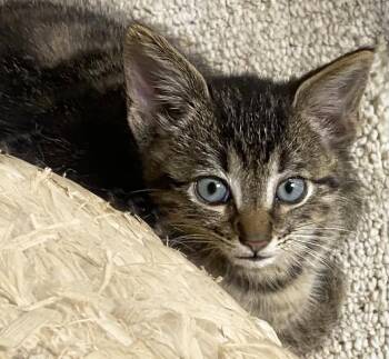 Pepsi -  Domestic Short Hair Cat for Adoption in Mansfield, Ohio - Pepsi | PetCurious