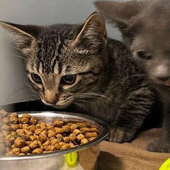 Sassy Pants -  Domestic Short Hair Cat for Adoption in Kingman, Arizona - Sassy Pants | PetCurious