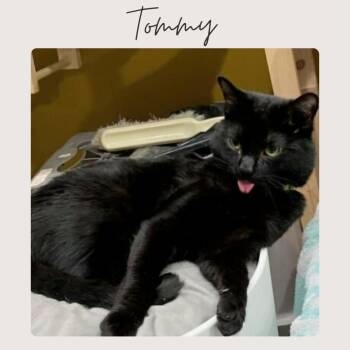 Domestic Short Hair Cats Available for Adoption - TOMMY | PetCurious