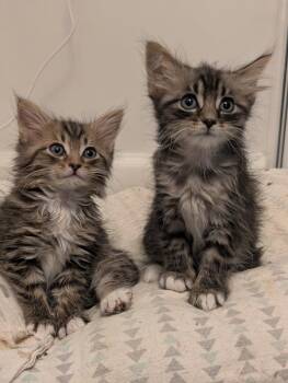 Andromeda -  Domestic Medium Hair Cat for Adoption in Herndon, Virginia - Andromeda | PetCurious