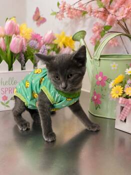 Caty -  Domestic Short Hair Cat for Adoption in Belleville, Michigan - Caty | PetCurious