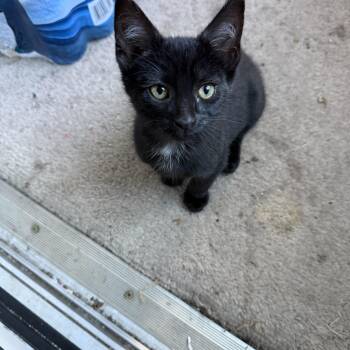 Dolly -  Domestic Short Hair Cat for Adoption in Grand Haven, Michigan - Dolly | PetCurious