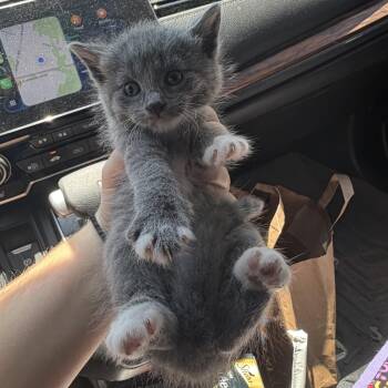 Octavia -  Domestic Short Hair Cat for Adoption in Buffalo, New York - Octavia | PetCurious