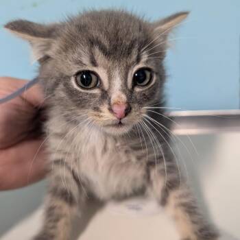 Domestic Medium Hair Cats Available for Adoption in Jefferson City, Tennessee - CAJC-Stray-173743_2_3_4 | PetCurious