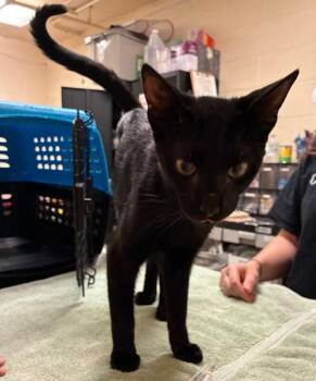 Dimitri -  Domestic Short Hair Cat for Adoption in Cincinnati, Ohio - Dimitri | PetCurious