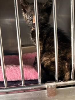 Pumpkin -  Domestic Short Hair Cat for Adoption in Rensselaer, Indiana - Pumpkin | PetCurious
