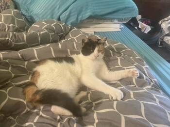 Domestic Short Hair and Egyptian Mau Cats Available for Adoption - Mercy - Blind | PetCurious