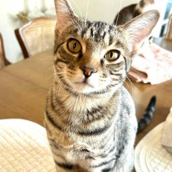 Domestic Short Hair Cats Available for Adoption - Cap’n Crunch | PetCurious