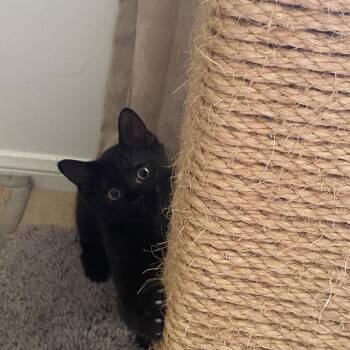 Domestic Medium Hair Cats Available for Adoption in League City, Texas - Little Bear | PetCurious
