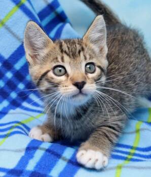 Manilow -  Domestic Short Hair Cat for Adoption in Tierra Verde, Florida - Manilow | PetCurious