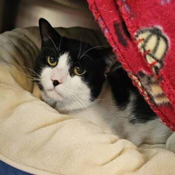Warner -  Domestic Short Hair Cat for Adoption in Schenectady, New York - Warner | PetCurious