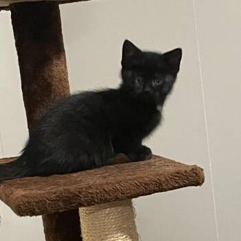 Domestic Short Hair Cats Available for Adoption in Granville, Ohio - Crow | PetCurious