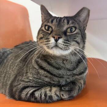 Lunkhead at Fat Cat Cafe -  Domestic Short Hair Cat for Adoption in Tallahassee, Florida - Lunkhead At Fat Cat Cafe | PetCurious