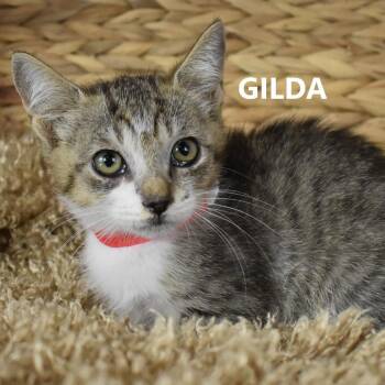 Gilda -  Domestic Short Hair Cat for Adoption in Yuma, Arizona - Gilda | PetCurious