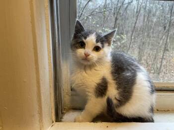 Rescue Domestic Short Hair Cats for Adoption in Troy, New York - Gracie | PetCurious