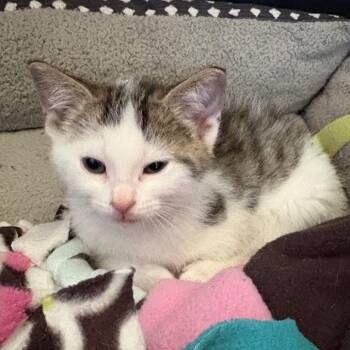Eugene -  Domestic Short Hair Cat Available for Adoption in Crookston, Minnesota - Eugene | PetCurious