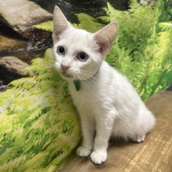 Cougar -  Domestic Short Hair Cat for Adoption in Normal, Illinois - Cougar | PetCurious