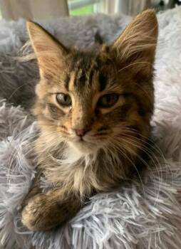 Titan -  Domestic Medium Hair Cat for Adoption in Battle Creek, Michigan - Titan | PetCurious