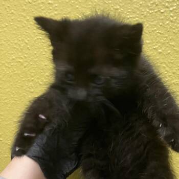 Christie -  Domestic Short Hair Cat for Adoption in Keizer, Oregon - Christie | PetCurious