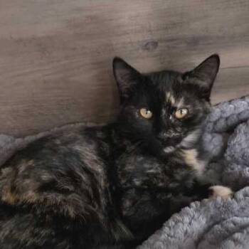 Carolina -  Domestic Short Hair Cat for Adoption in Driggs, Idaho - Carolina | PetCurious