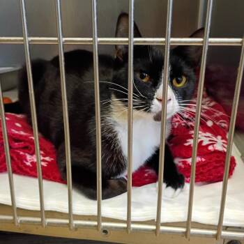 Walter Goose -  Domestic Short Hair Cat for Adoption in Fort Smith, Arkansas - Walter Goose | PetCurious