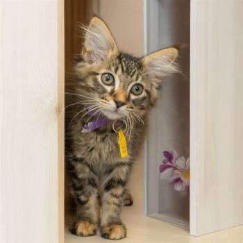 Rescue Domestic Medium Hair Cats for Adoption in St. Louis, Missouri - BAGHEERA | PetCurious